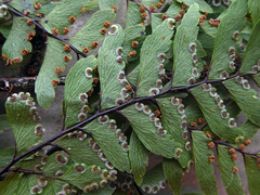 Adiantum fulvum