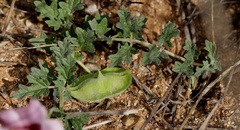 Dicerocaryum senecioides