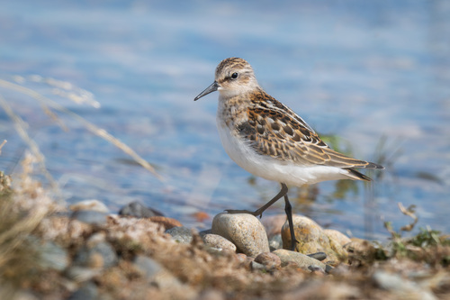 iNaturalist image