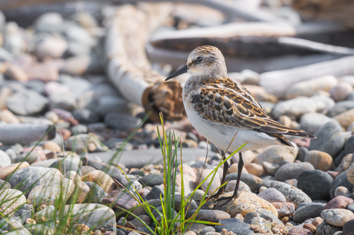 iNaturalist image