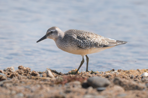 iNaturalist image
