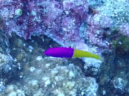Pictichromis paccagnellae observed 2026-09-08