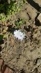 Nemophila maculata