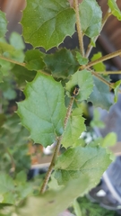 Harmonia axyridis