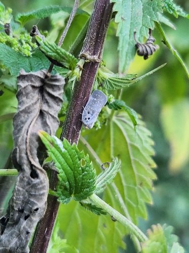 Citrus Flatid Planthopper