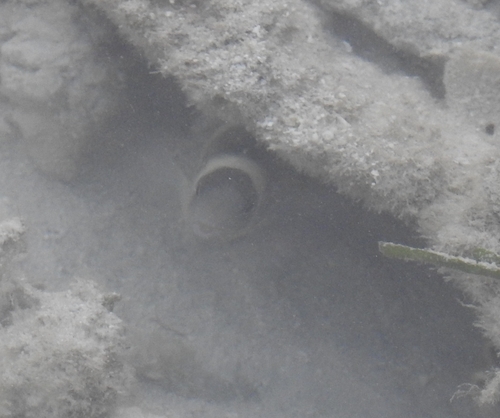 Dischistodus perspicillatus