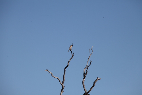 Nankeen Kestrel