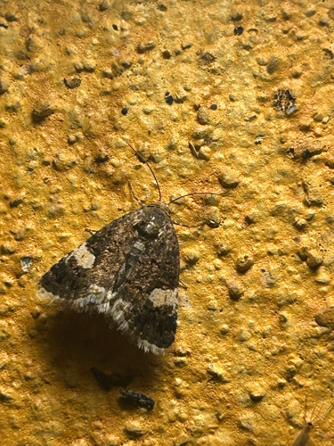 Four-spotted Moth