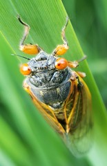 Magicicada cassinii