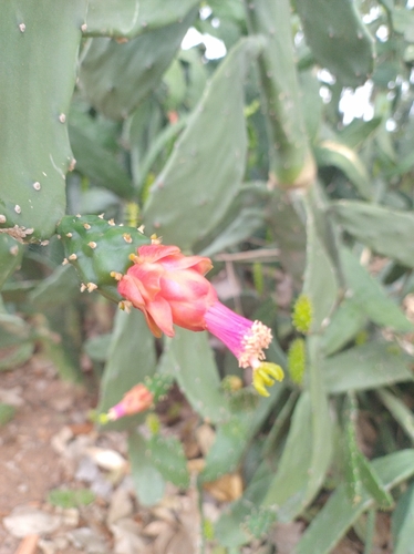 Cochineal Nopal Cactus
