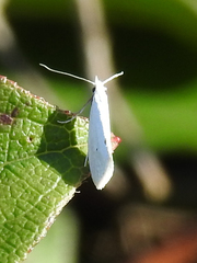 Eucalantica polita