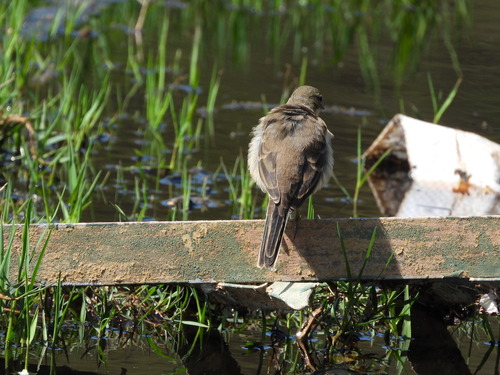 iNaturalist image