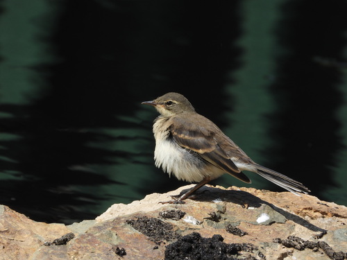 iNaturalist image