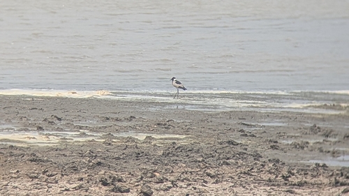 iNaturalist image