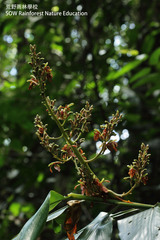 Alpinia nieuwenhuizii