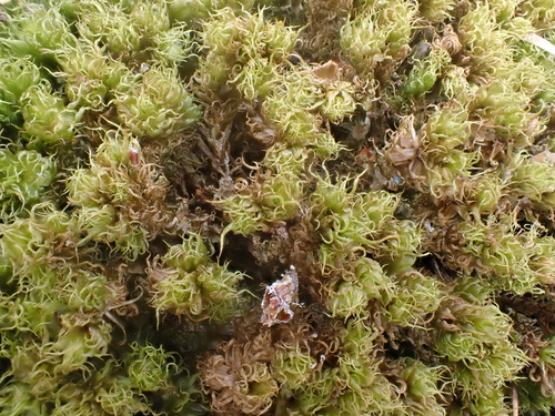 Dicranum spurium observed 2026-08-27
