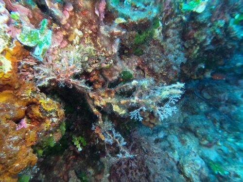 Sertularella observed 2026-09-07