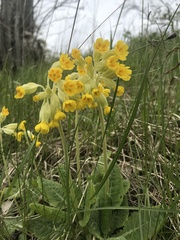 Primula veris