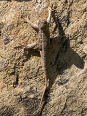Sceloporus graciosus