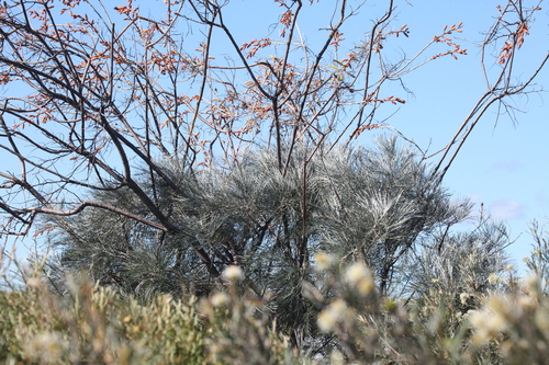 Grevillea leucopteris, photograph 4