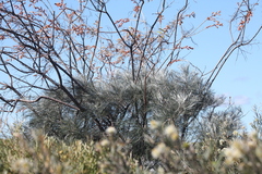 author not stated, no rights reserved Grevillea leucopteris, photograph author not stated, no rights reserved