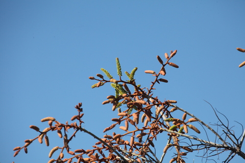 Grevillea leucopteris, photograph 5