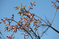 Grevillea leucopteris, photograph author not stated, no rights reserved