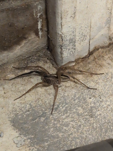 Rabid Wolf Spider