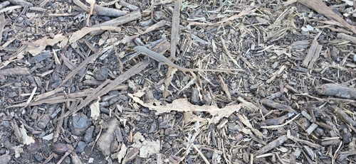 Large Psammodromus