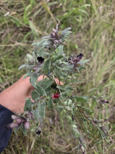 Brown Monkwort