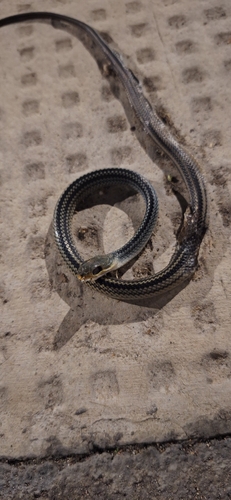 Big-Eyed Ratsnake