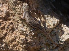 Sceloporus graciosus