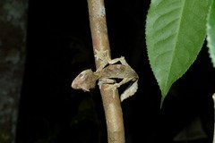 Uroplatus phantasticus