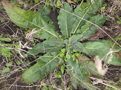 White Mullein