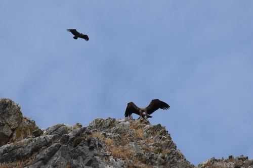 Eurasian Griffon
