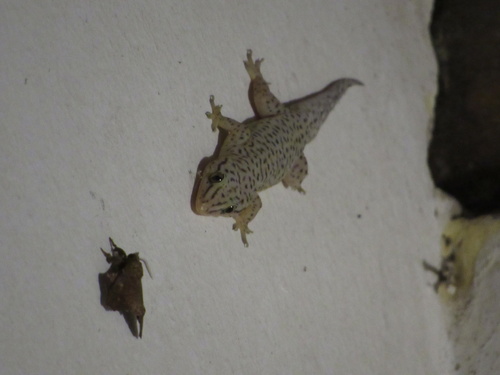 Bogert's Gecko