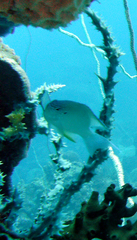 Callyspongia subarmigera