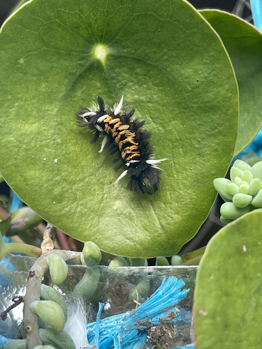 Milkweed Tussock Moth