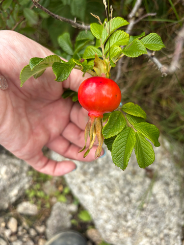 rugosa rose