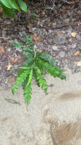 sweetfern
