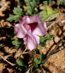 Dicerocaryum senecioides