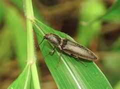 Agriotes fuscicollis