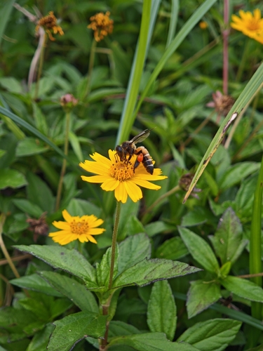 Giant Honey Bee