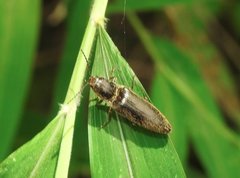 Agriotes fuscicollis