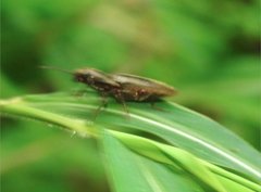 Agriotes fuscicollis