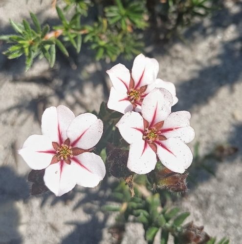 Adenandra uniflora, photograph 2