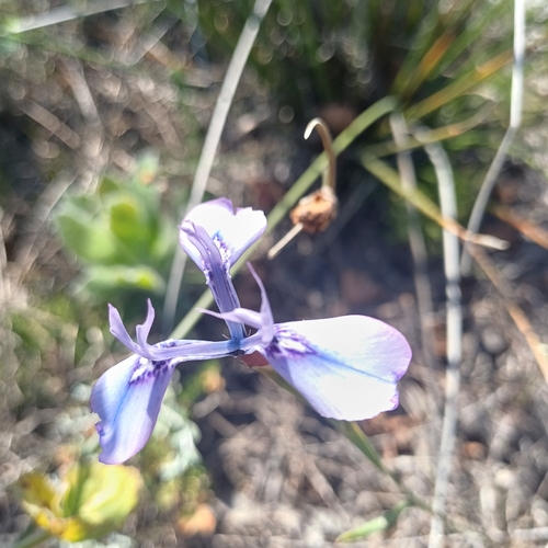 Moraea tripetala, photograph 2