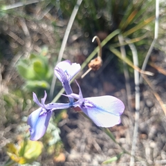 Moraea tripetala, photograph author not stated, no rights reserved