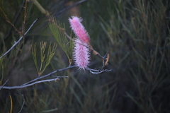 Grevillea petrophiloides, photograph author not stated, no rights reserved