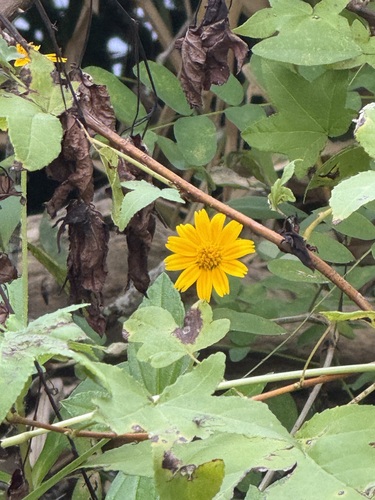 Trailing Daisy